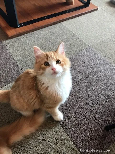ID:1807-01475の子猫