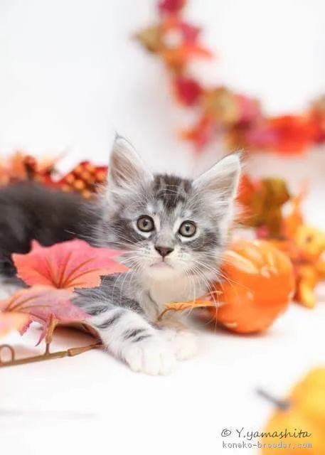 ID:1610-00886の子猫