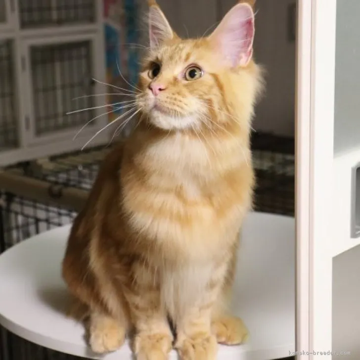 ID:2302-00111の子猫