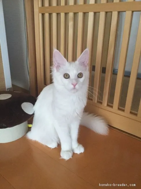 ID:1703-00166の子猫