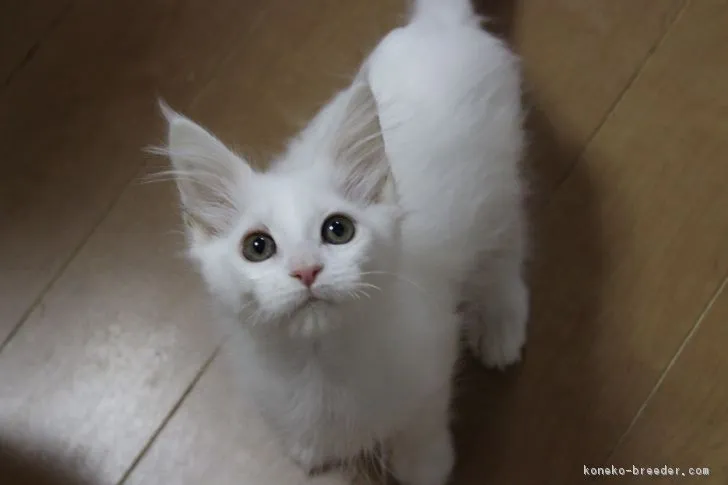 ID:1612-00818の子猫