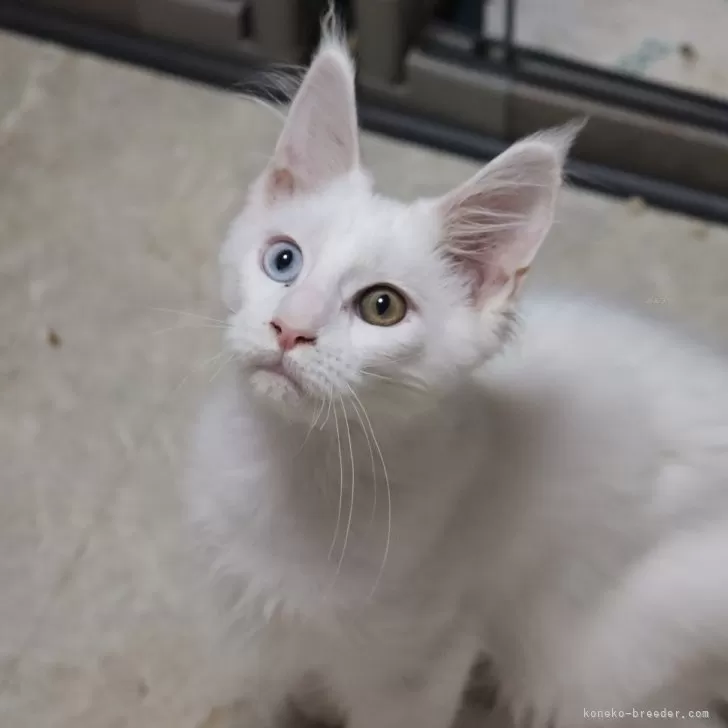 ID:2405-02933の子猫