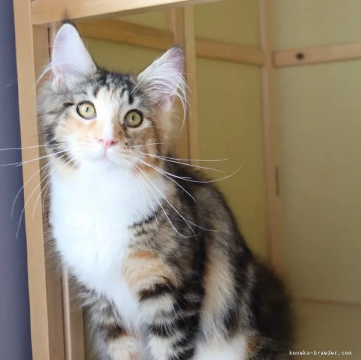 ID:2212-01336の子猫