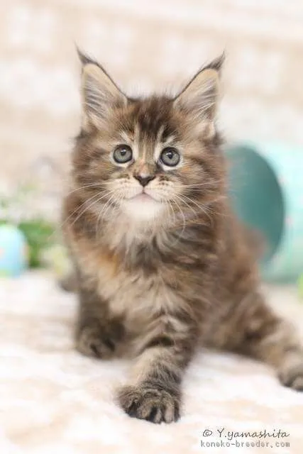 ID:1711-00246の子猫
