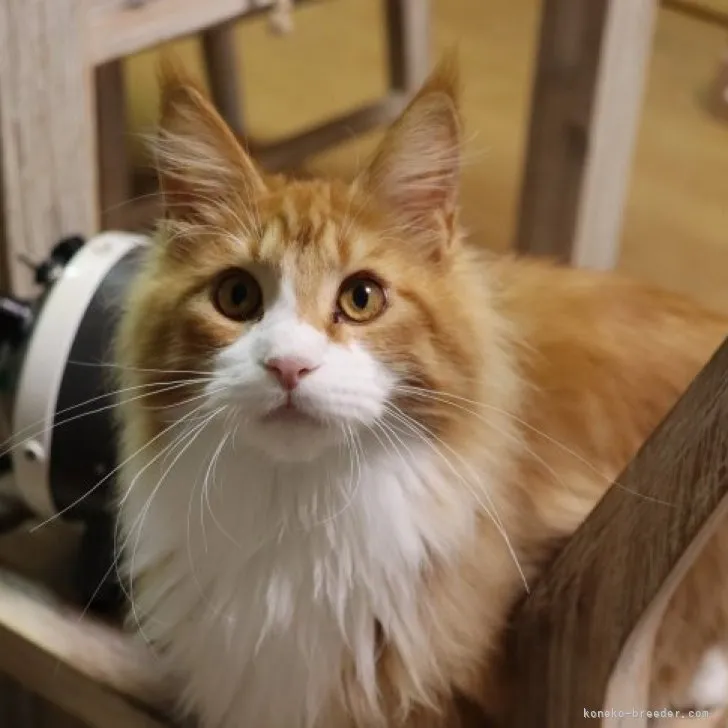 ID:2301-00301の子猫