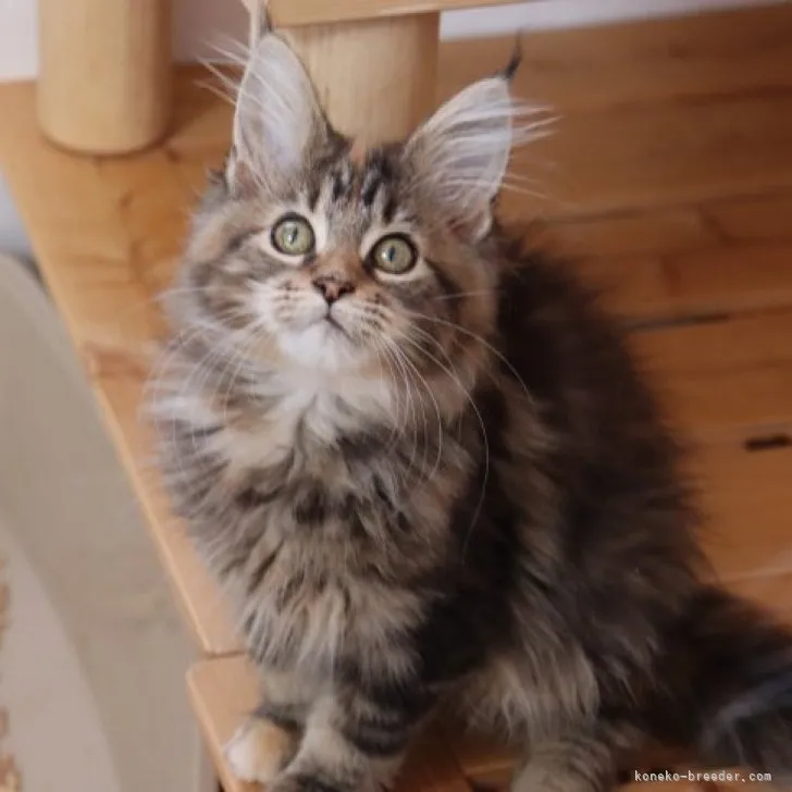 ID:2305-01260の子猫