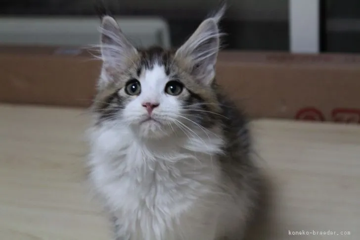 ID:1703-00441の子猫