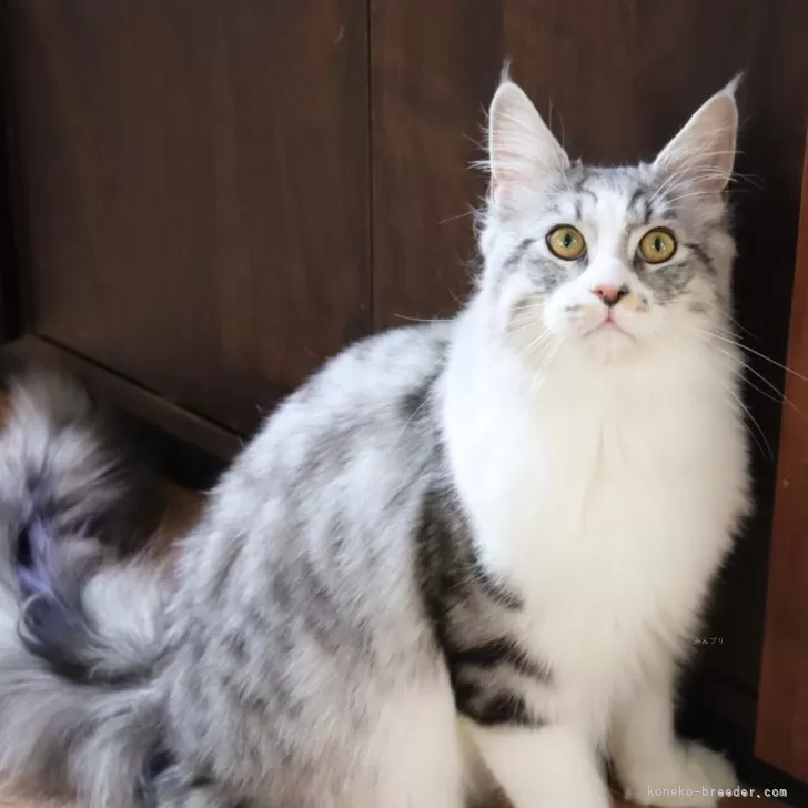 ID:2502-01154の子猫