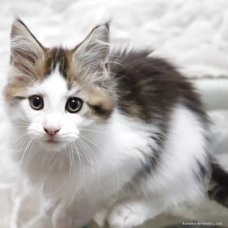ID:2504-03266の子猫