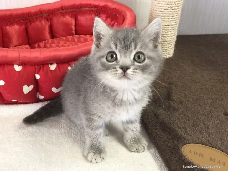 ID:2011-00368の子猫