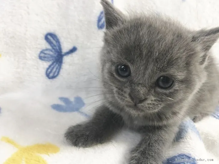 ID:1903-00694の子猫