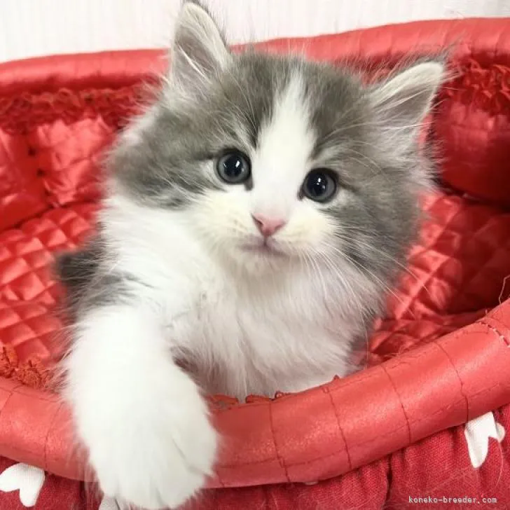 ID:2301-00222の子猫