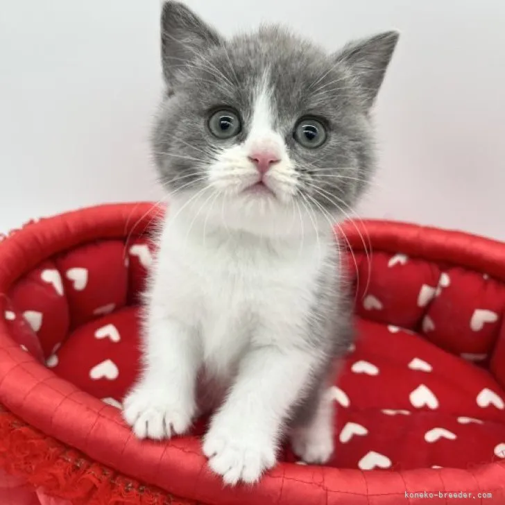 ID:2308-00730の子猫