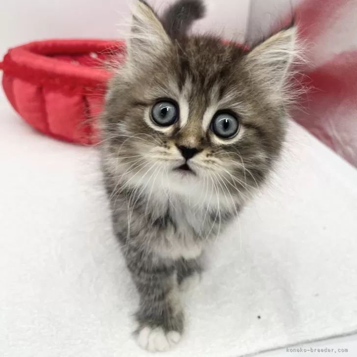 ID:2405-03412の子猫