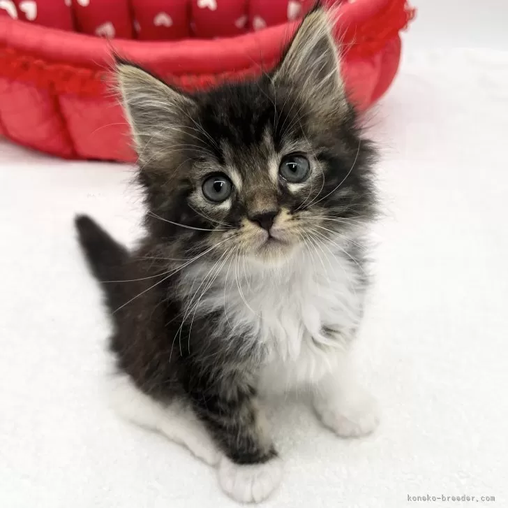 ID：2312-02668の子猫