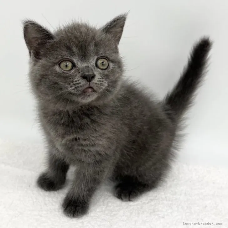 ID:2306-01481の子猫