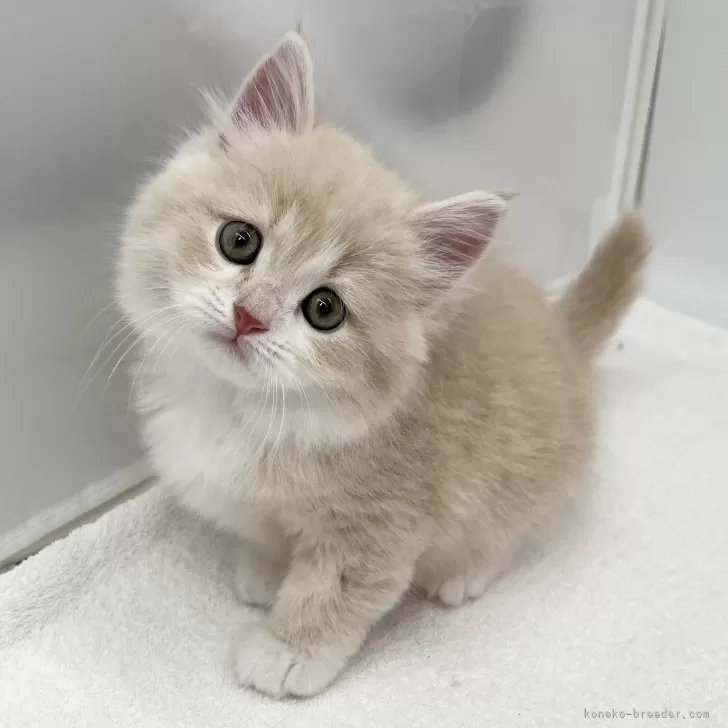 ID:2410-02372の子猫