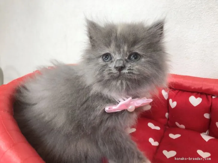 ID:2005-01832の子猫