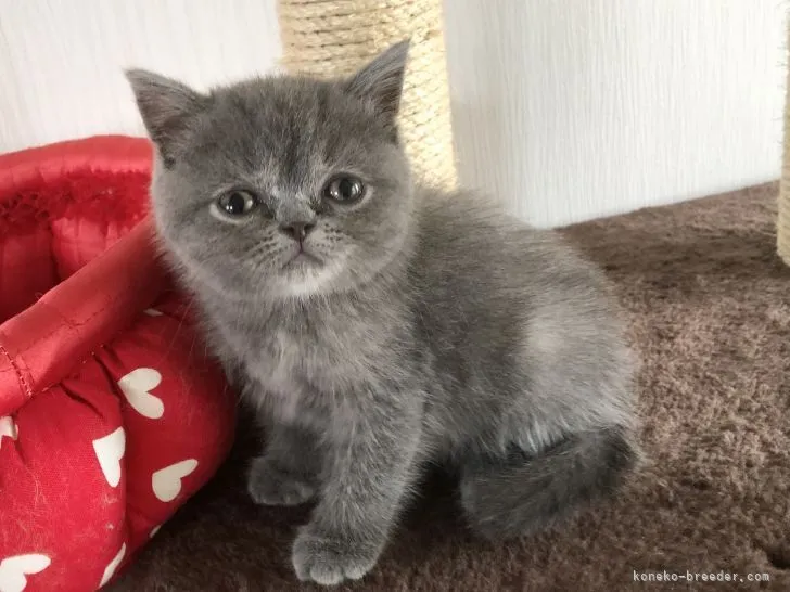 ID:2108-01714の子猫