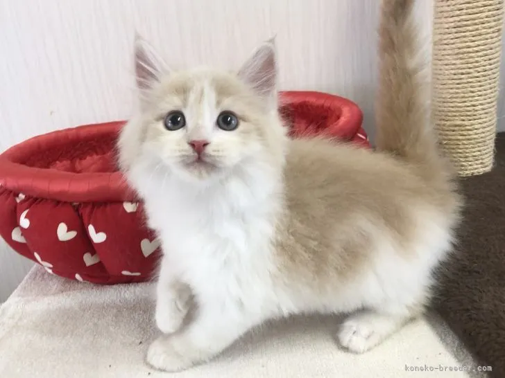 ID:2104-02251の子猫