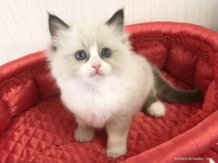 ID:2104-02147の子猫