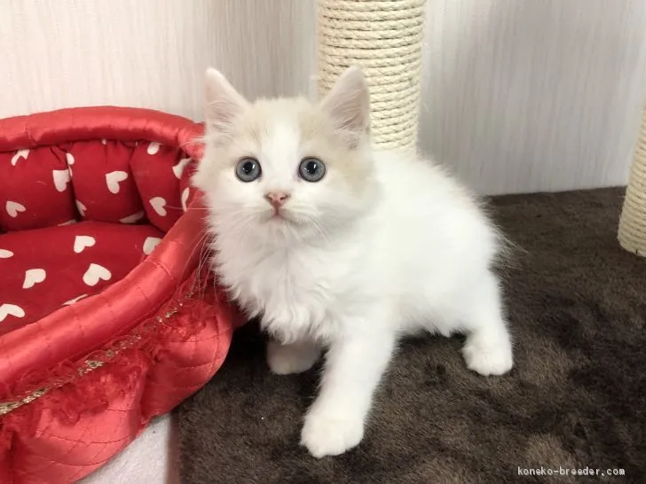 ID:2007-01322の子猫