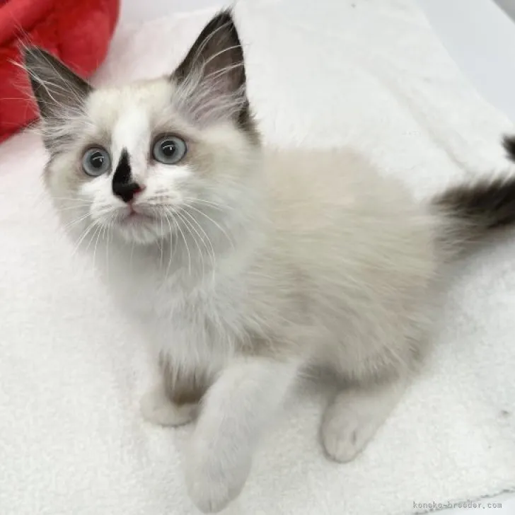 ID:2309-01143の子猫