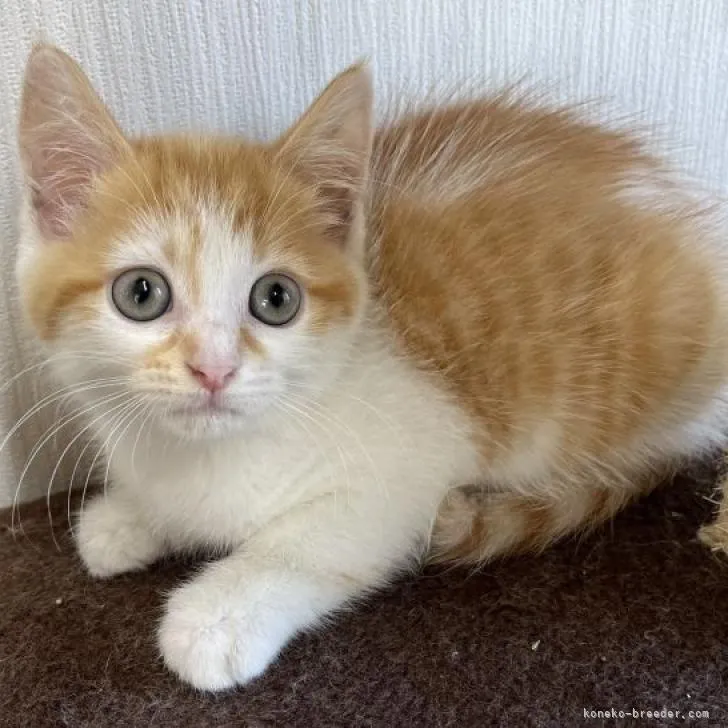 ID:2210-02402の子猫