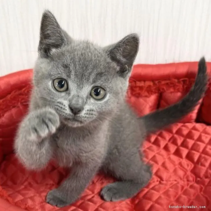 ID:2211-02695の子猫
