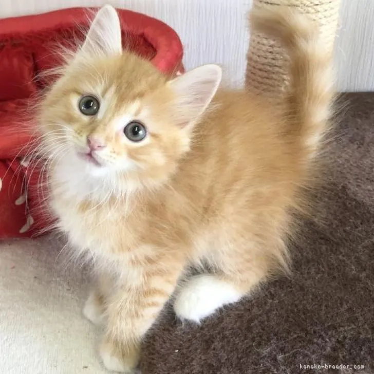 ID:2208-00902の子猫