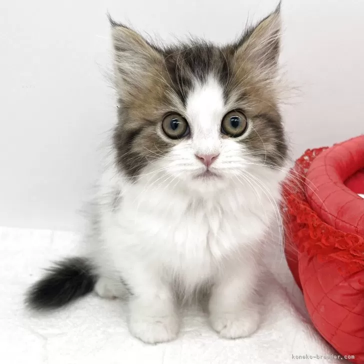 K.H 様のお迎えした子猫