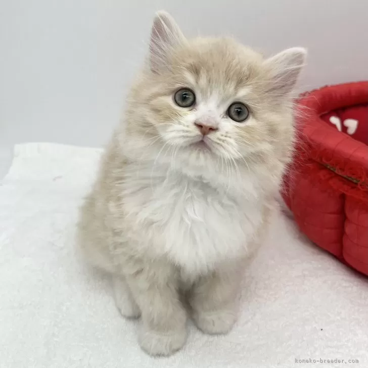 ID:2503-01681の子猫