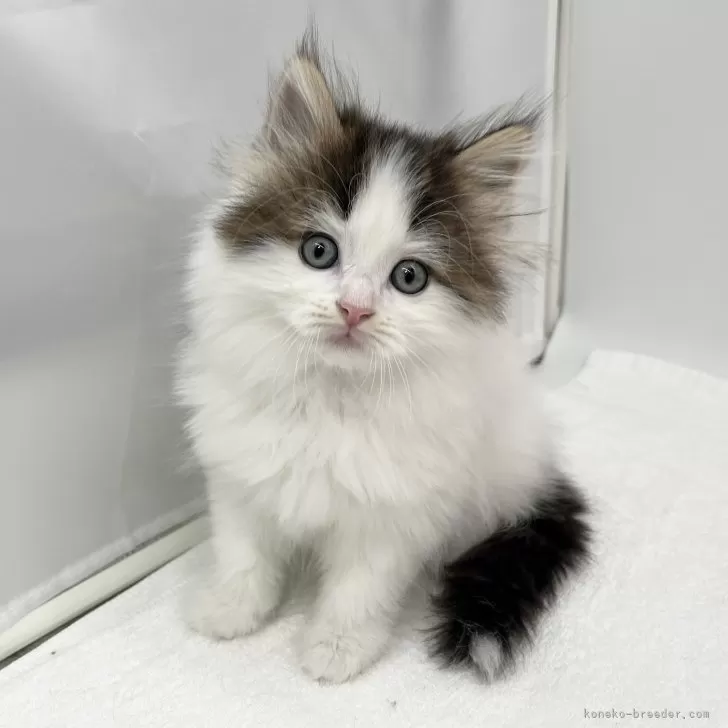 ID:2504-00726の子猫