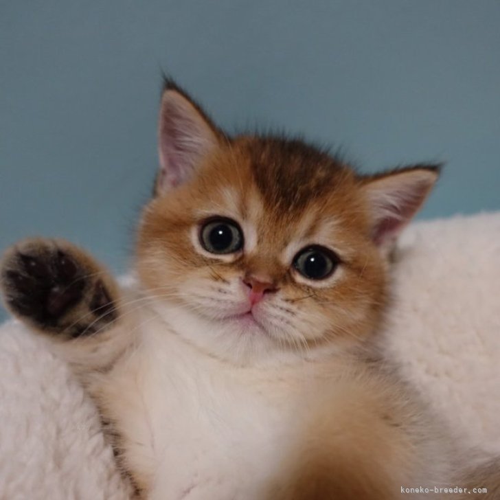 3匹の猫の親子 ヴィンテージ ステンドグラス 子猫 キャット グラス