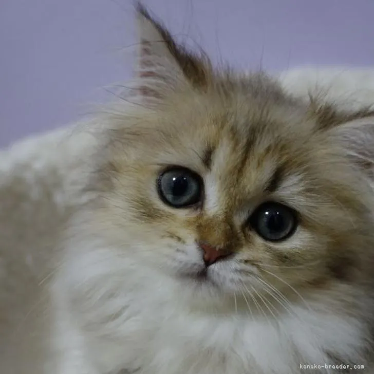 ID:2207-01584の子猫