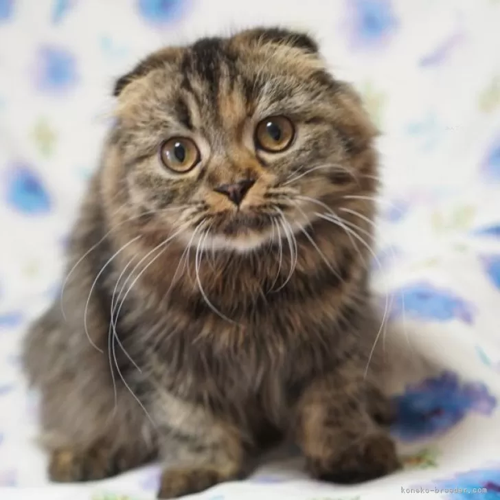 ID:2405-01663の子猫