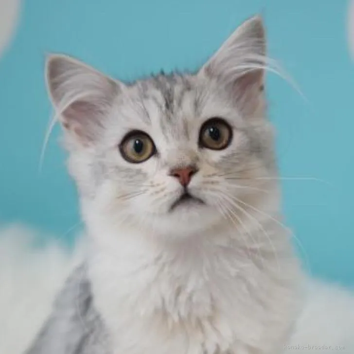 ID：2210-01721の子猫