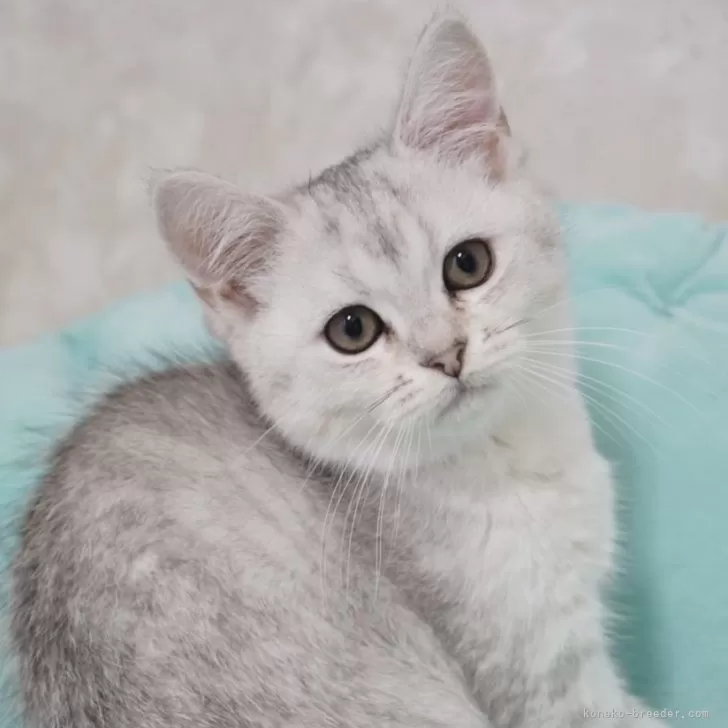 ID:2312-00186の子猫