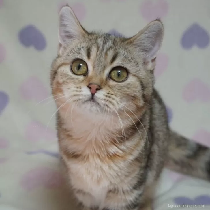 ID:2501-01515の子猫