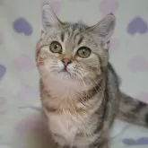 ブリティッシュ✖️スコティッシュ