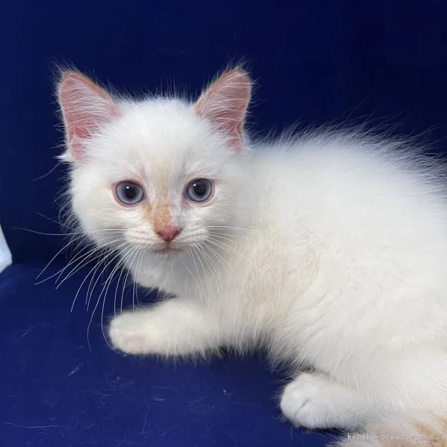 カルボニル 様のお迎えした子猫