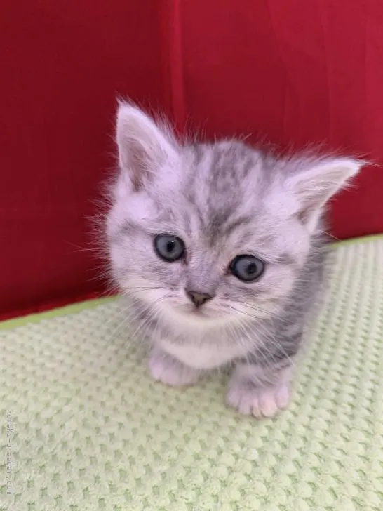 ID:2103-00134の子猫