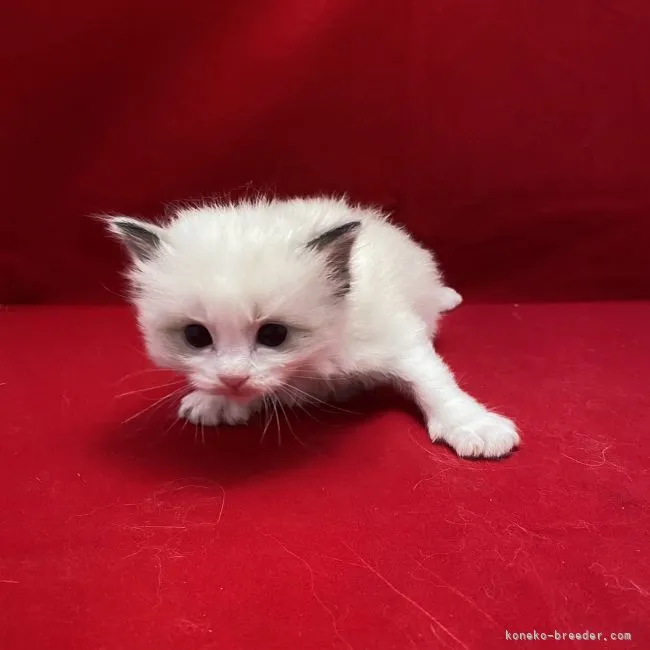 ID:2103-01965の子猫