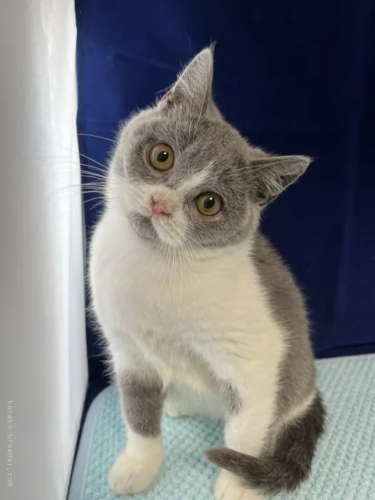ID:2202-01758の子猫