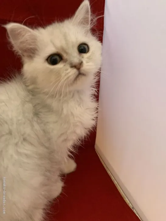 K.A 様のお迎えした子猫