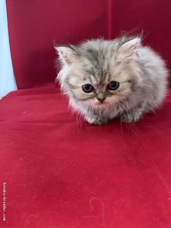 MK 様のお迎えした子猫