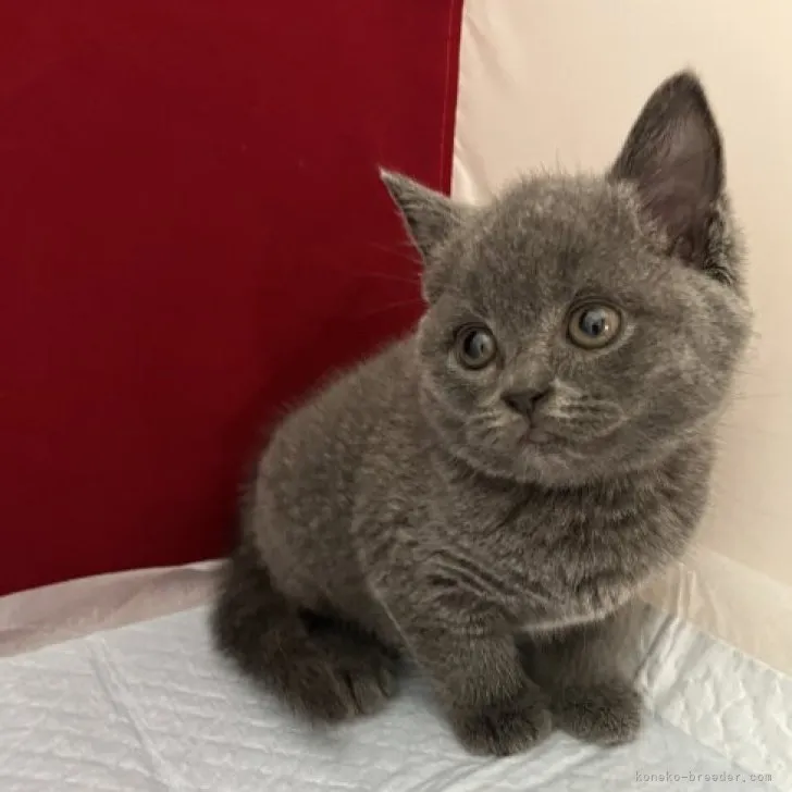 ID:2307-01460の子猫