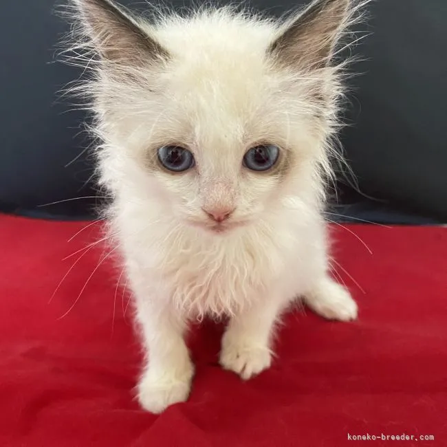 レスキュー隊 様のお迎えした子猫