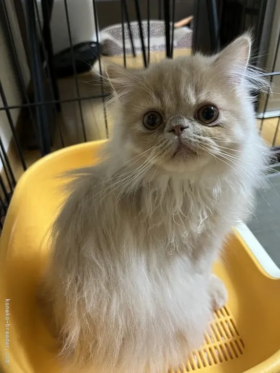 ID:2108-00782の子猫