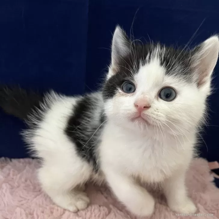 ID:2411-01394の子猫